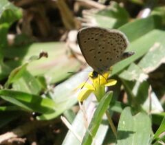 Zizeeria knysna knysna