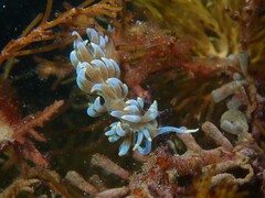 Phyllodesmium macphersonae