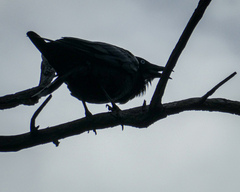 Corvus mellori