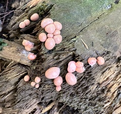 Lycogala epidendrum