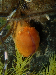 Notocypraea comptonii
