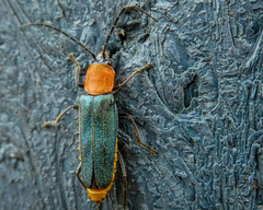 Chauliognathus tricolor