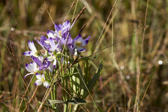 Exacum tetragonum