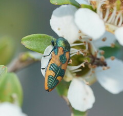 Castiarina hilaris