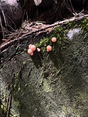 Lycogala epidendrum