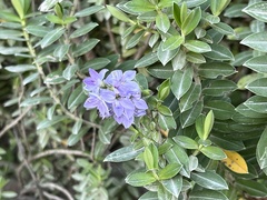 Veronica elliptica
