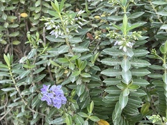 Veronica elliptica