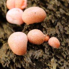 Lycogala epidendrum