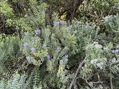 Veronica elliptica