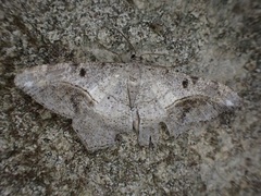 Chiasmia fulvimargo