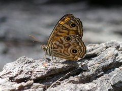 Geitoneura acantha