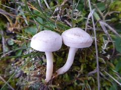 Clitocybe phyllophila