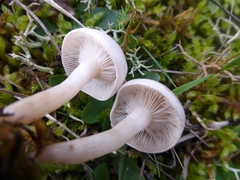 Clitocybe phyllophila