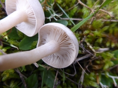 Clitocybe phyllophila