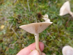 Clitocybe phyllophila