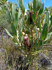 Protea lepidocarpodendron
