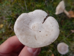 Clitocybe phyllophila