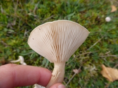 Clitocybe phyllophila