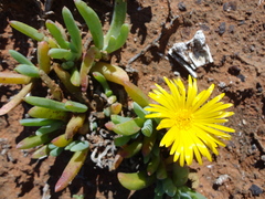 Malephora lutea