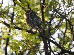 Glaucidium perlatum