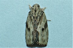 Etanna breviuscula