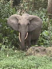 Loxodonta cyclotis