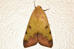 Ophiusa tirhaca