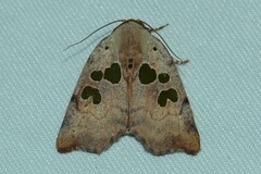 Xenochroa chlorostigma