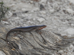 Trachylepis sparsa