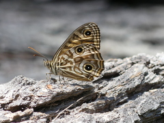 Geitoneura acantha