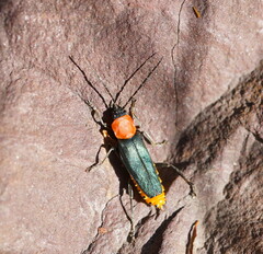 Chauliognathus tricolor