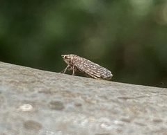 Novothymbris