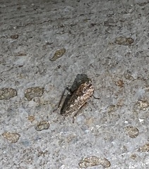 Novothymbris