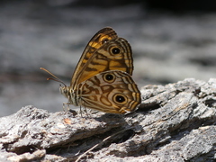 Geitoneura acantha