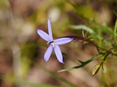 Lithotoma axillaris