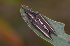 Rhinotia suturalis