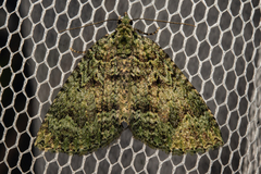 Austrocidaria callichlora