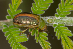 Calomela parilis