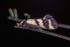 Olbonoma triptycha