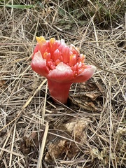 Haemanthus sanguineus