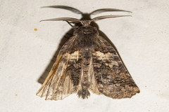 Declana griseata