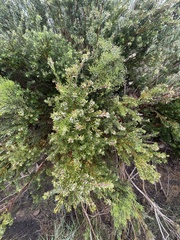 Grevillea australis