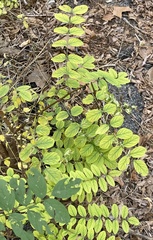 Robinia pseudoacacia