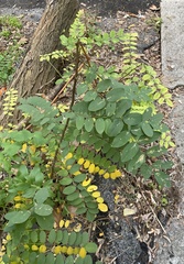 Robinia pseudoacacia