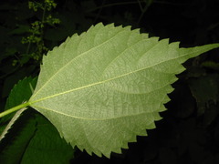 Boehmeria nivea