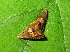 Grapholita delineana