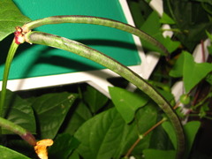 Vigna angularis