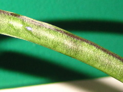 Vigna angularis