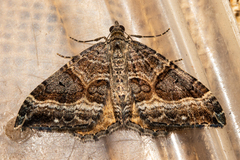 Hydriomena deltoidata