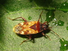 Neolethaeus dallasi